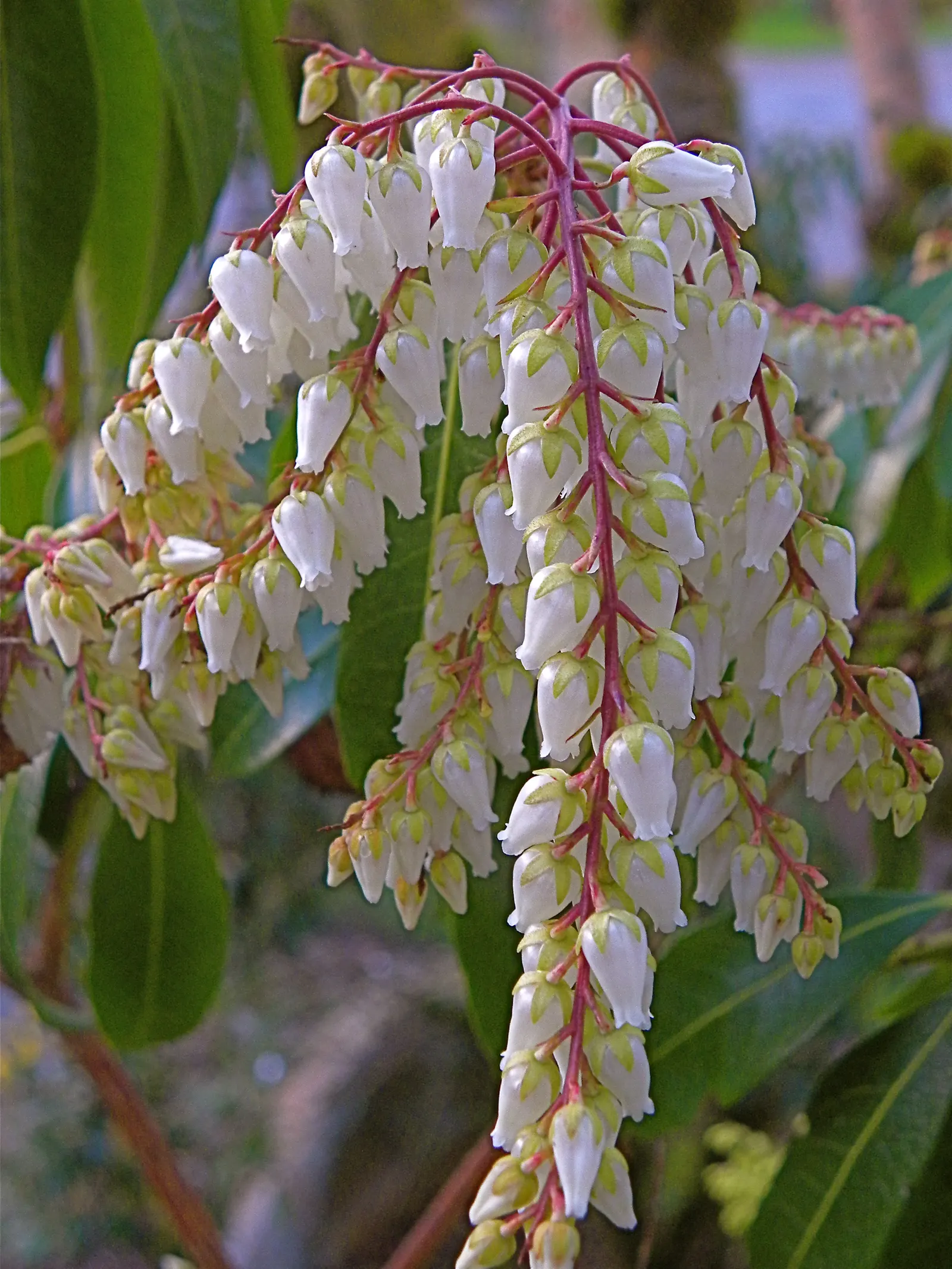 Lily Of The Valley Bush (Pieris Japonica) — white flowers in the garden