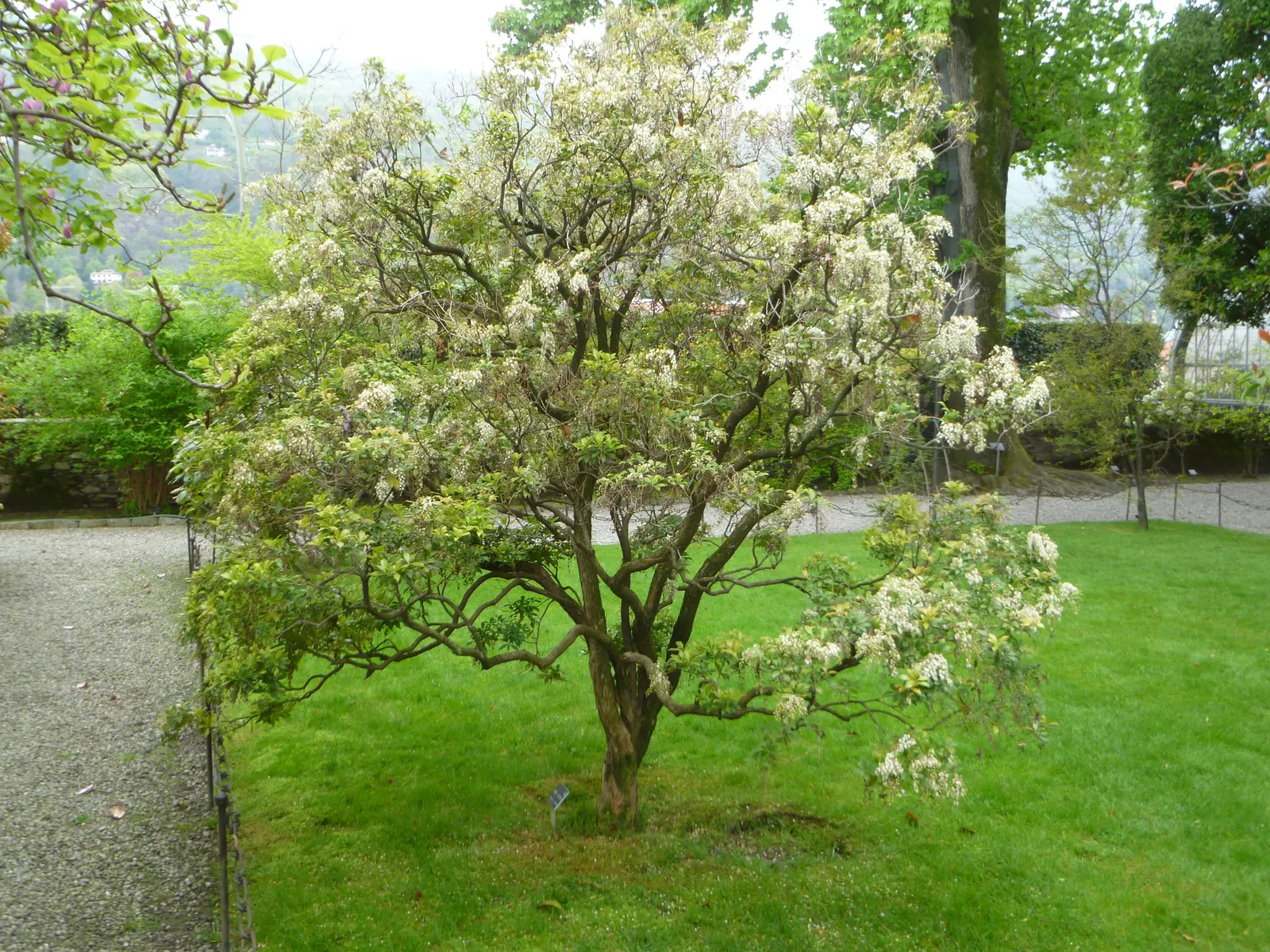 Lily Of The Valley Bush (Pieris Japonica) — offering a dynamic color display through the seasons.<br><br>In late winter to early spring