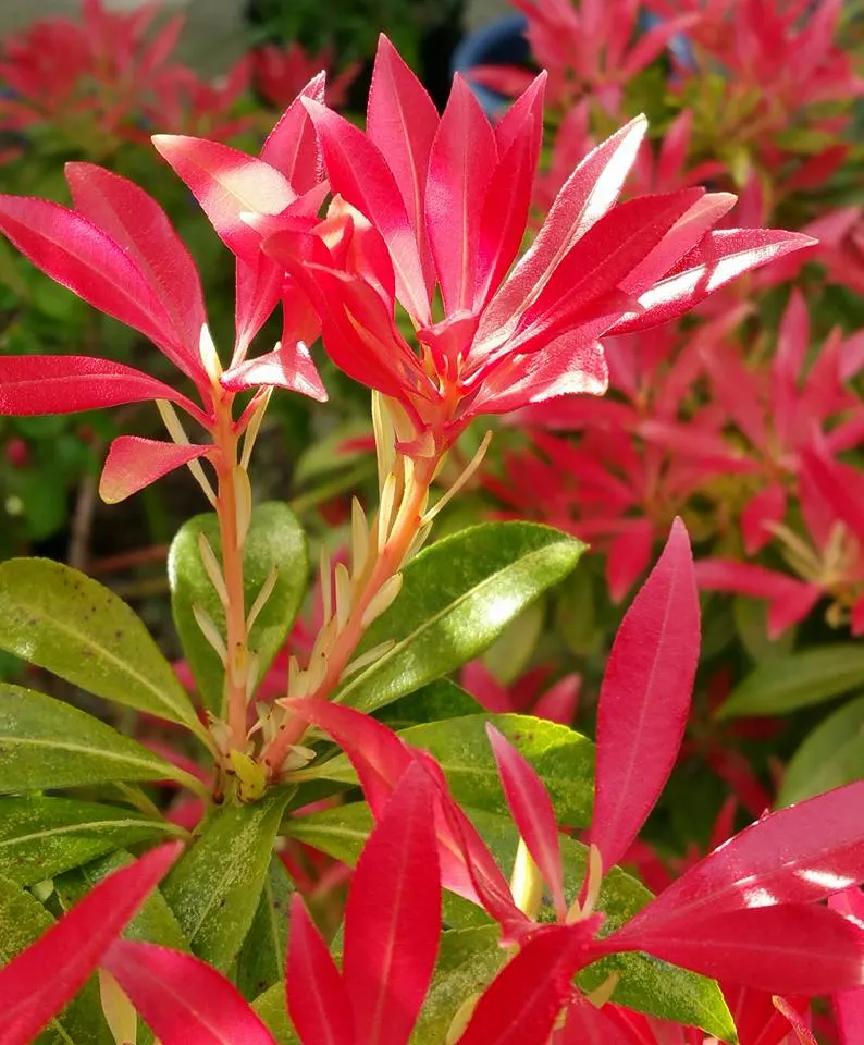Lily Of The Valley Bush (Pieris Japonica) — broadleaf evergreen / shrub for shade