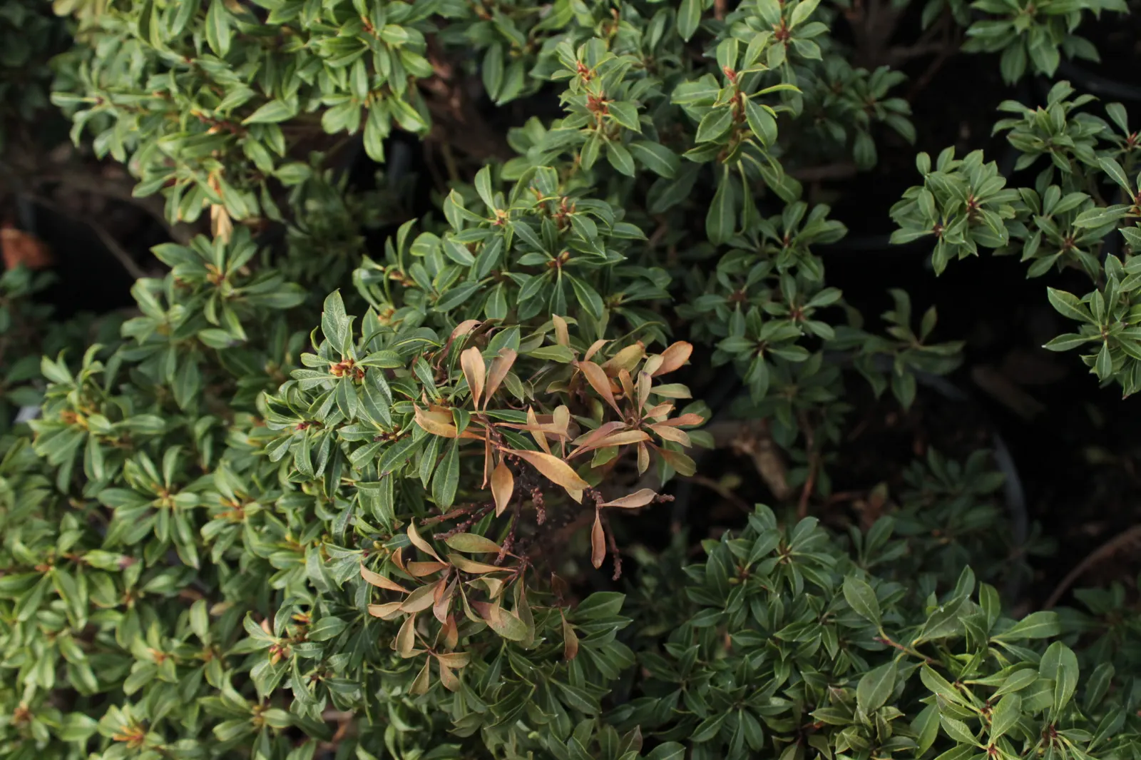Lily Of The Valley Bush (Pieris Japonica) — is an ornamental evergreen shrub that brings year-round interest to any landscape design; broadleaf evergreen /