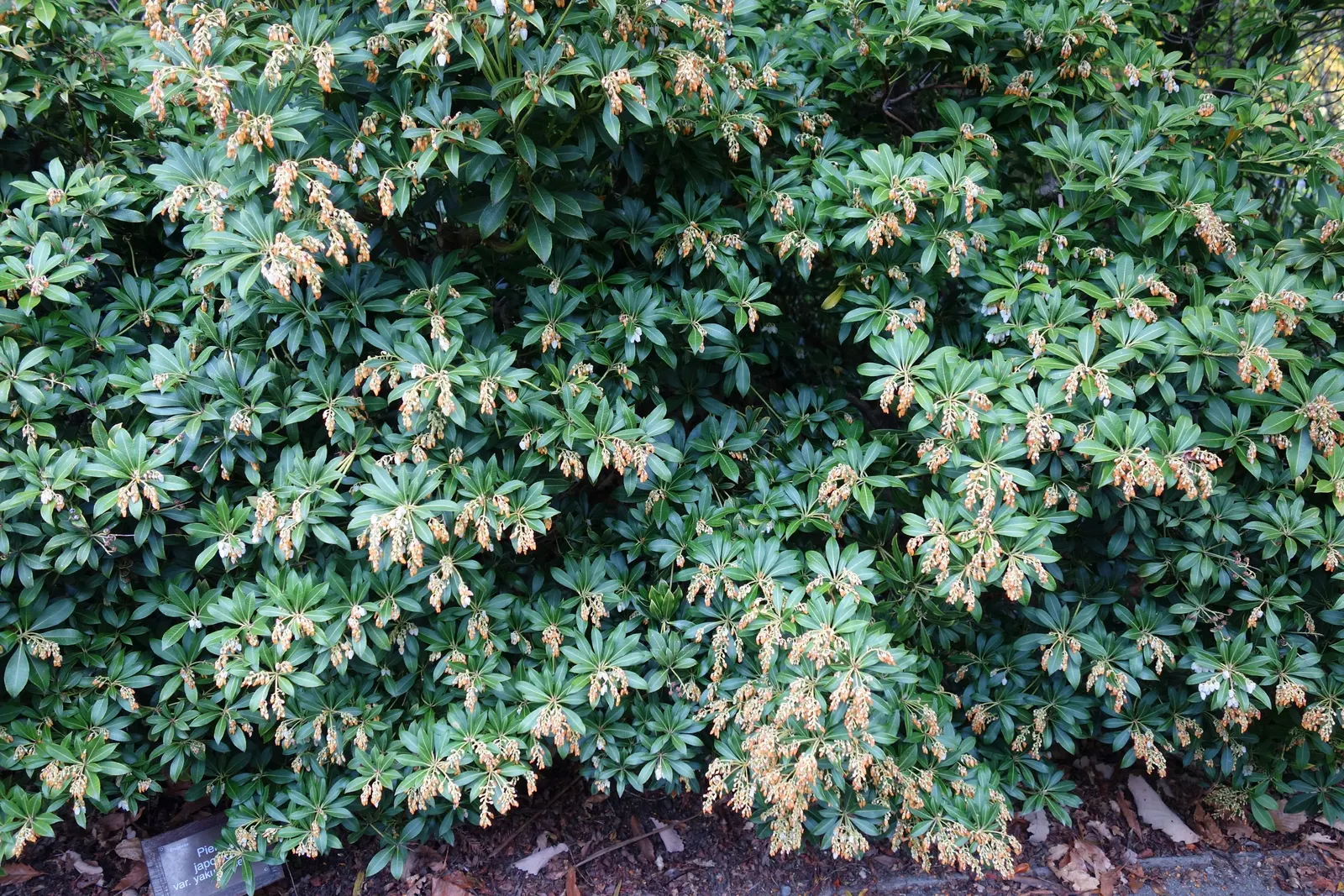 Lily Of The Valley Bush (Pieris Japonica) — commonly called Lily of the Valley Bush; glossy, lance-shaped leaves emerge a fiery red, becoming dark green