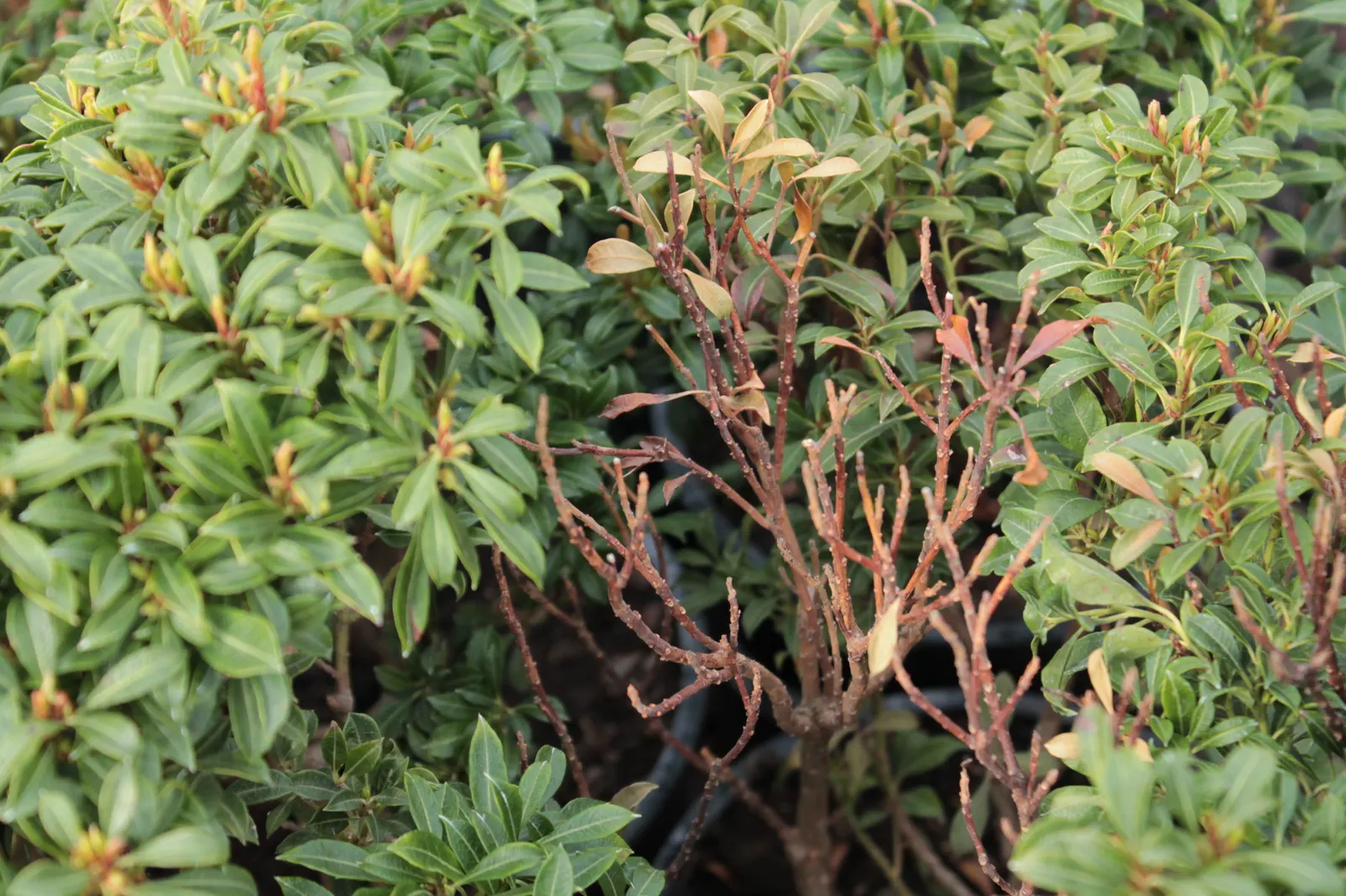 Lily Of The Valley Bush (Pieris Japonica) — Ideal for woodland gardens, it offers year-round interest and attracts pollinators; lanceolate leaves measuring up