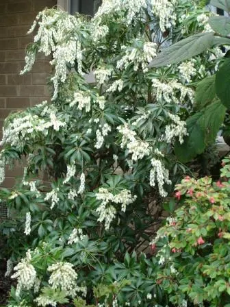 Lily Of The Valley Bush (Pieris Japonica) — and bushy habit.<br><br>Its foliage is one of its most striking features; slightly acidic soil to flourish and