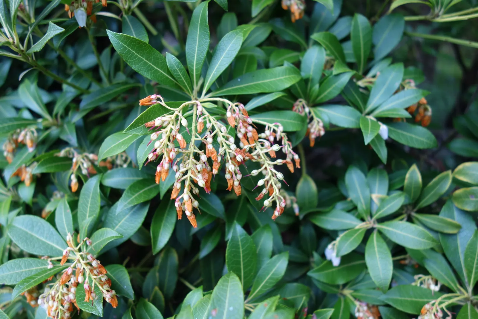 Lily Of The Valley Bush (Pieris Japonica) — commonly called Lily of the Valley Bush