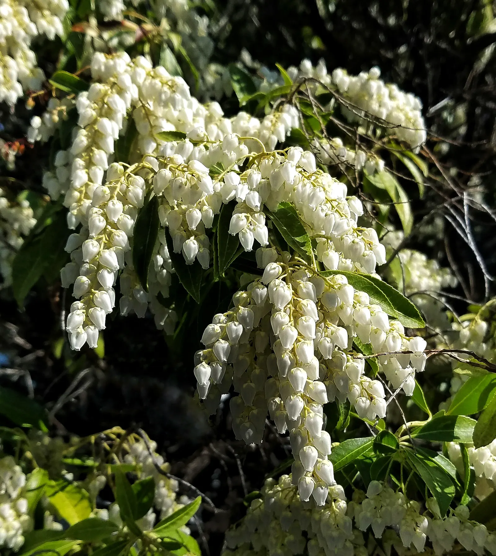 Lily Of The Valley Bush (Pieris Japonica) — commonly known as the Lily of the Valley Bush; although it can tolerate full sun in cooler climates