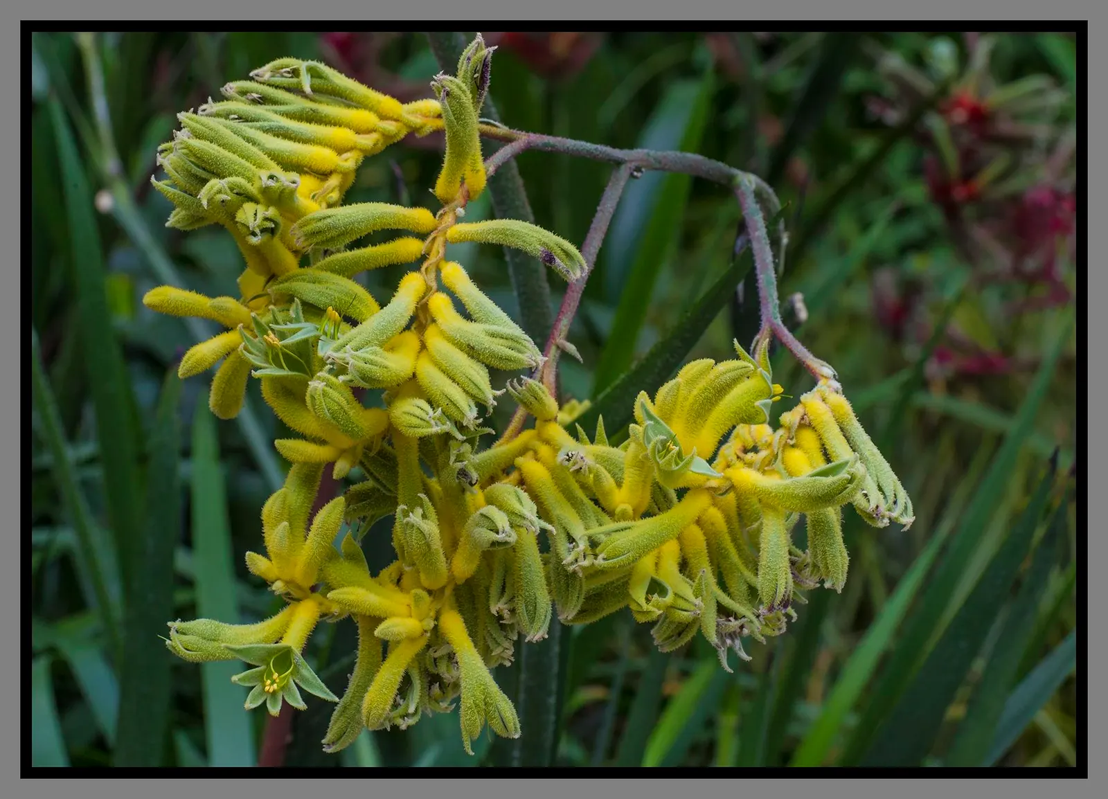 Kangaroo Paw 'Yellow' (Anigozanthos 'Yellow') — It boasts unique, velvety flowers resembling kangaroo paws, in a striking yellow hue