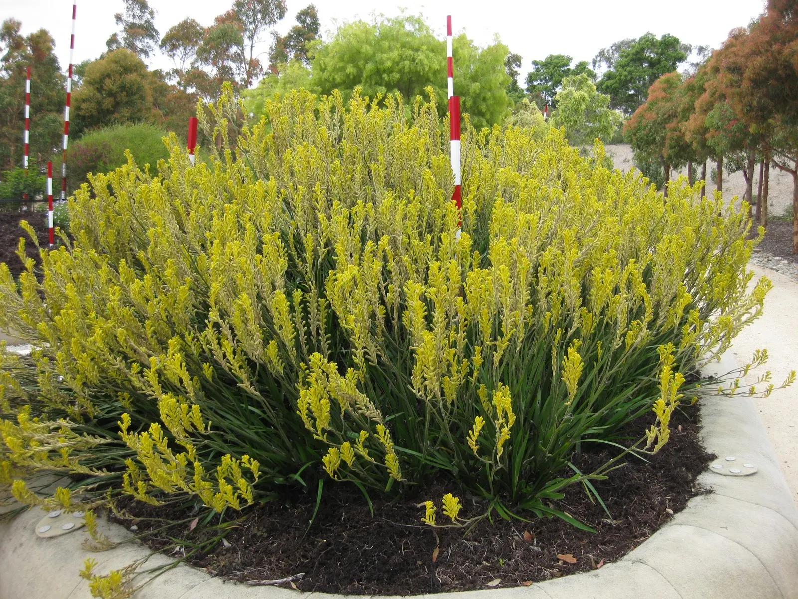 Kangaroo Paw 'Yellow' (Anigozanthos 'Yellow') — Typically reaching 2-3 feet in height and 1-2 feet in spread