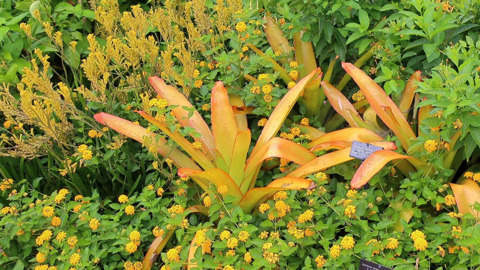 Kangaroo Paw 'Yellow' (Anigozanthos 'Yellow') — The Kangaroo Paw 'Yellow' (Anigozanthos 'Yellow') is a vibrant, perennial plant native to Australia