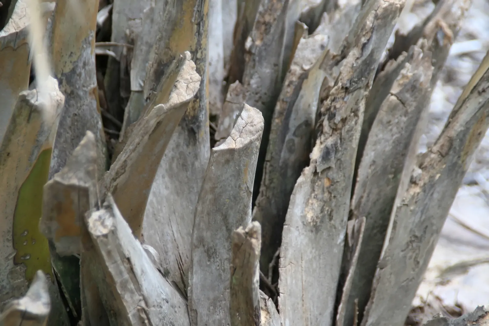 Dwarf Palmetto (Sabal Minor) — this species reaches an average height of 2 to 5 feet and a spread of 3 to 4 feet; this plant is quite drought-tolerant once