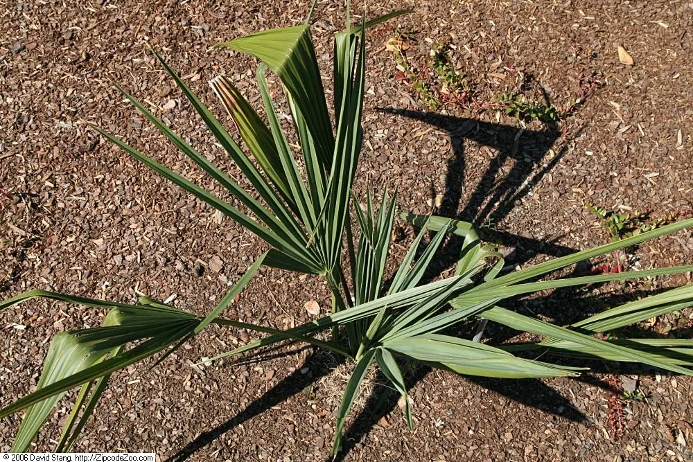 Dwarf Palmetto (Sabal Minor) — commonly referred to as Sabal minor; giving the impression of a lush
