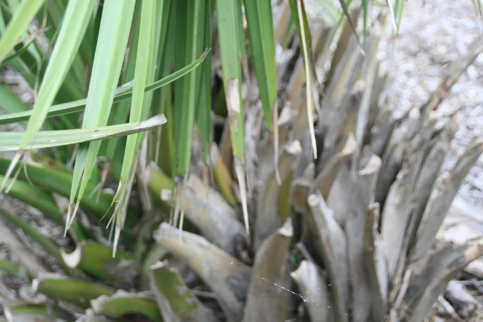 Dwarf Palmetto (Sabal Minor) — Aesthetically pleasing and practically carefree; fleshy fruits that attract wildlife