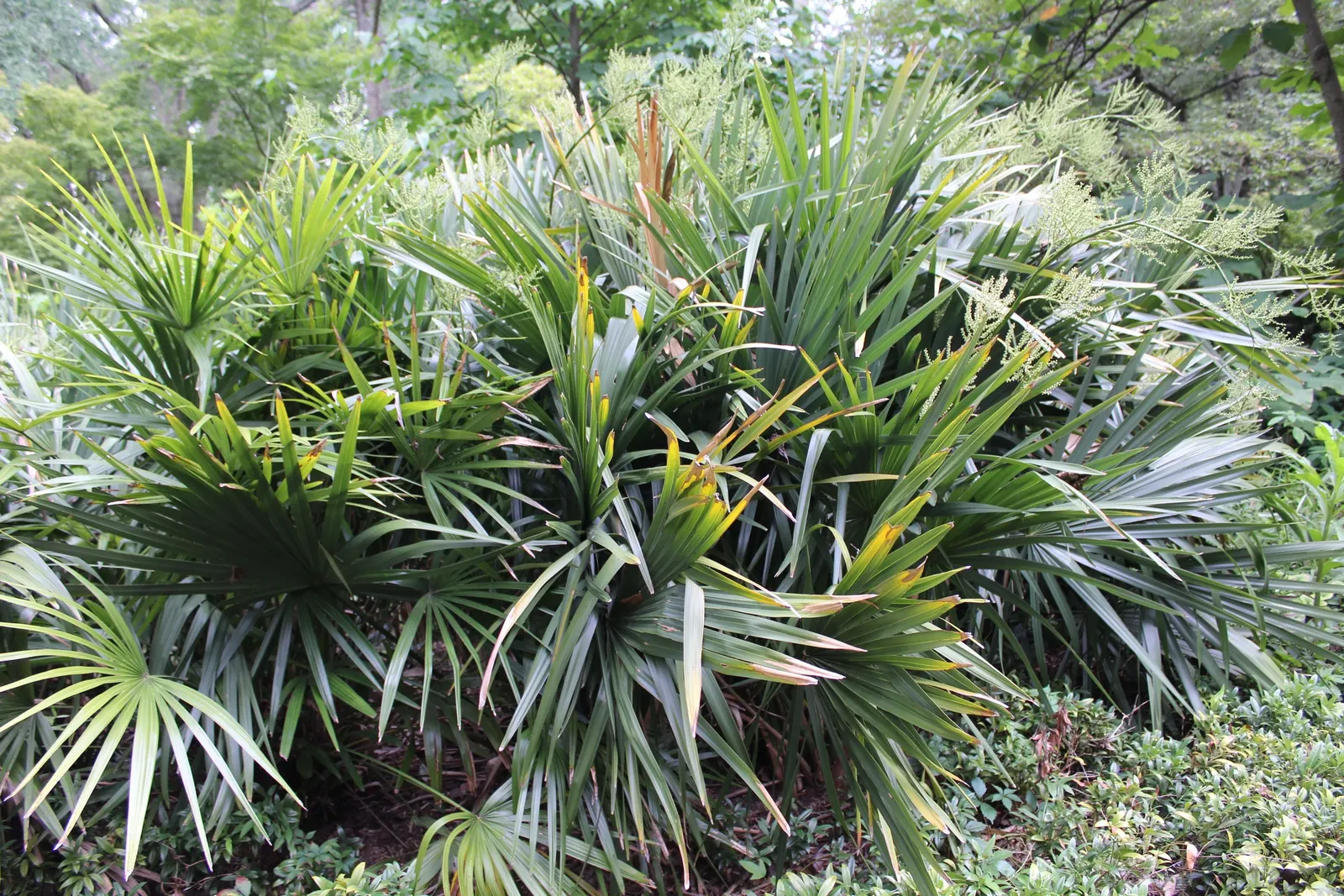 Dwarf Palmetto (Sabal Minor) — fan-shaped leaves that span approximately 3 feet in length