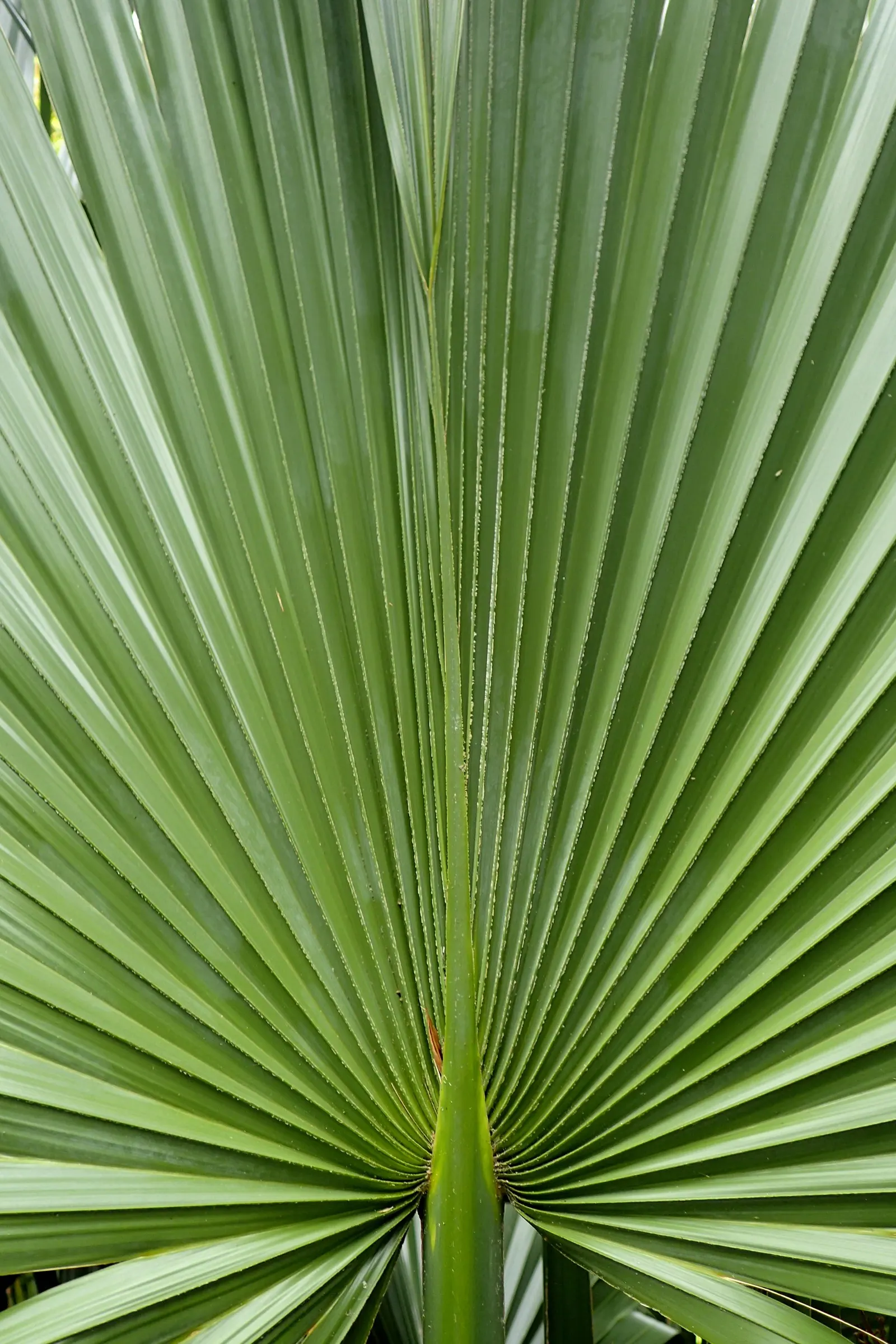 Dwarf Palmetto (Sabal Minor) — is a low-maintenance and hardy evergreen that offers a touch of tropical flair to any landscape