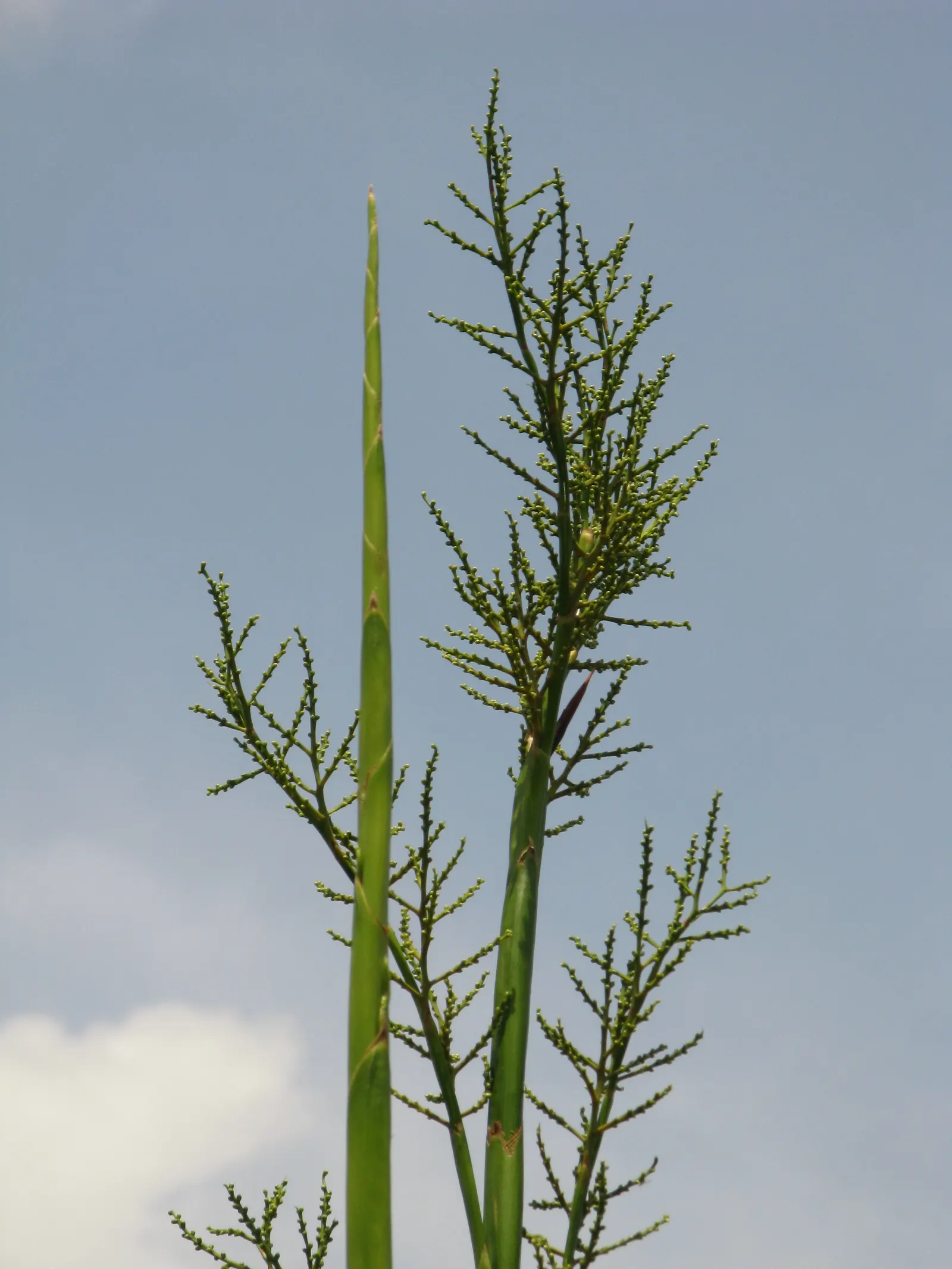Dwarf Palmetto (Sabal Minor) — evergreen fan palm reaching 3 to 5 feet in height with a similar spread
