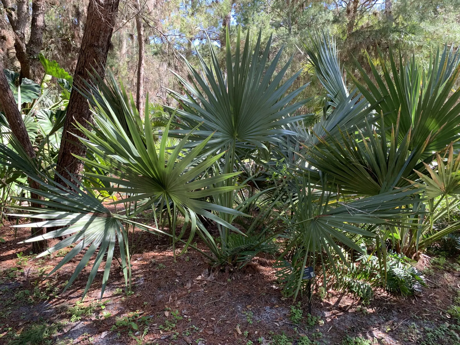 Dwarf Palmetto (Sabal Minor) — the Dwarf Palmetto is suitable for USDA zones 7 through 11