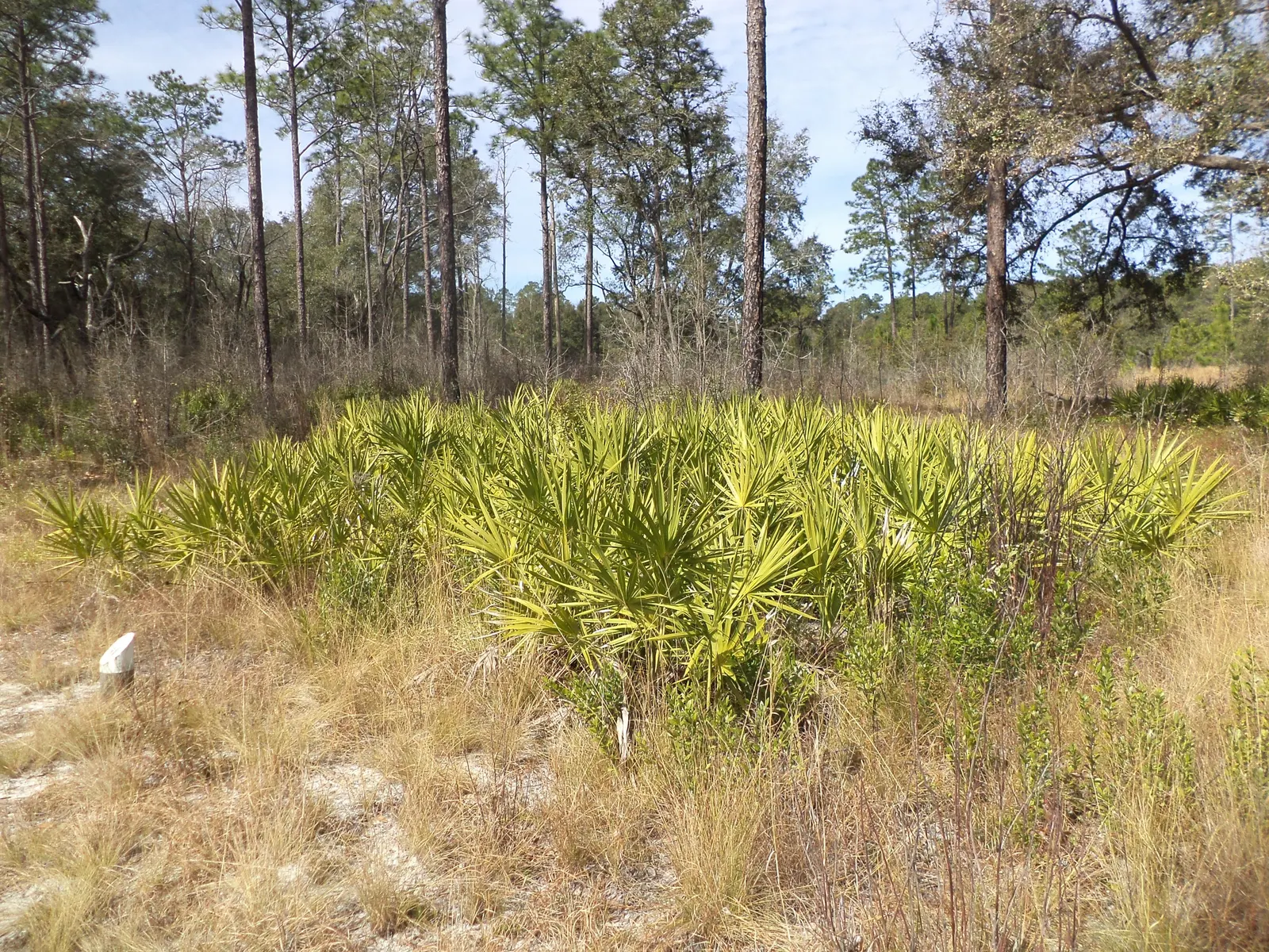 Dwarf Palmetto (Sabal Minor) — is a low-maintenance and hardy evergreen that offers a touch of tropical flair to any landscape; white and yellow flowers in the