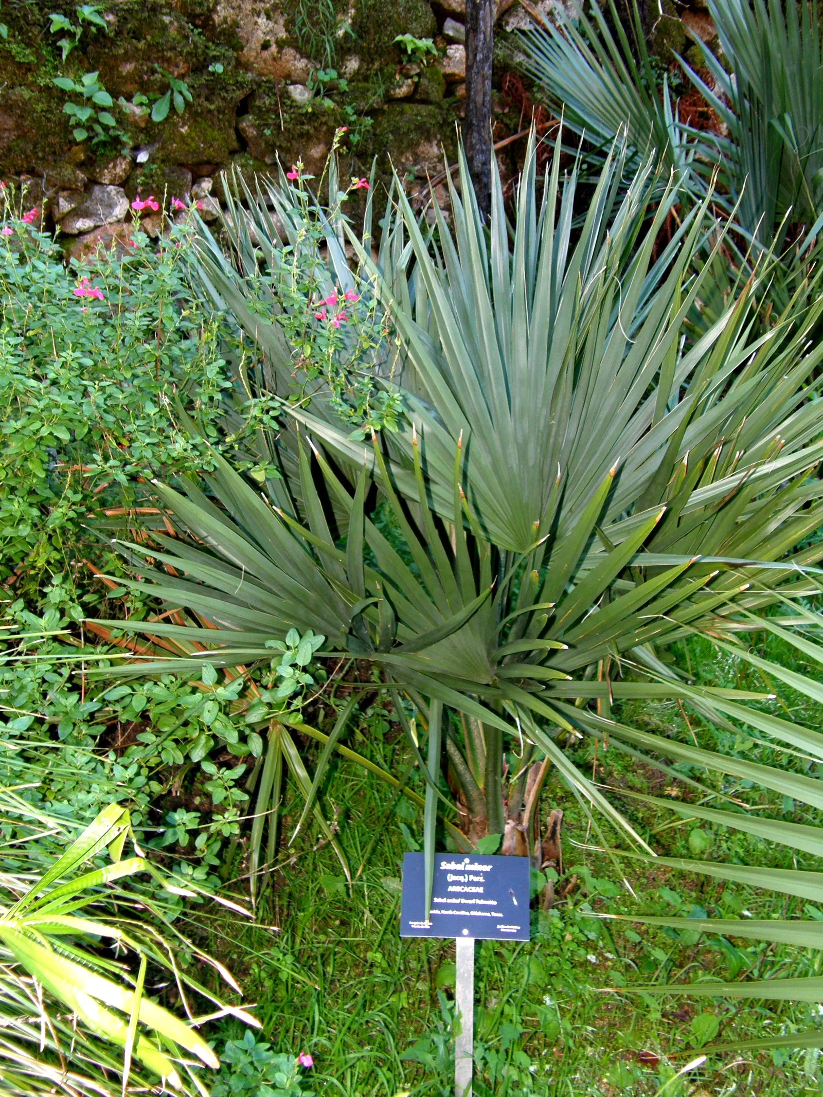 Dwarf Palmetto (Sabal Minor) — It thrives in partial to full sun exposure and can adapt to a wide range of soil conditions