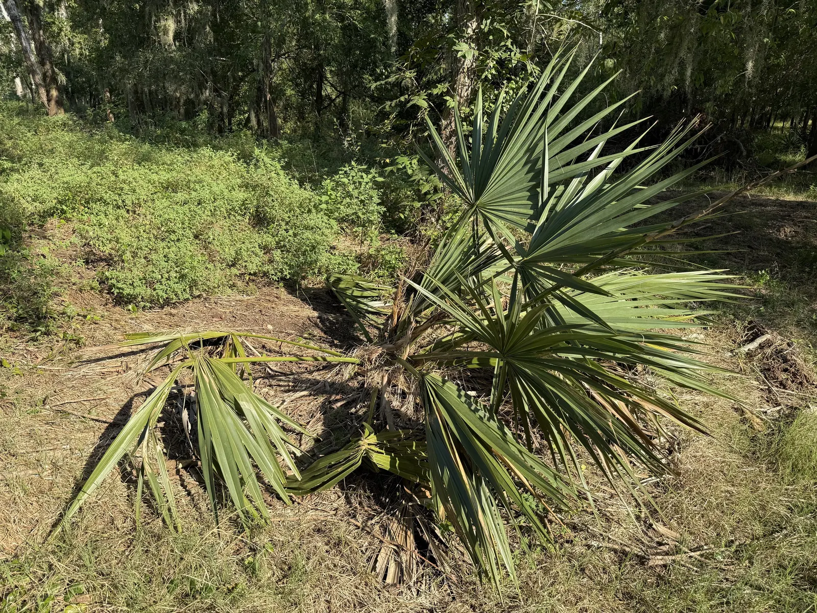 Dwarf Palmetto (Sabal Minor) — evergreen fan palm reaching 3 to 5 feet in height with a similar spread; it gives a tropical flair and is ideal as an understory