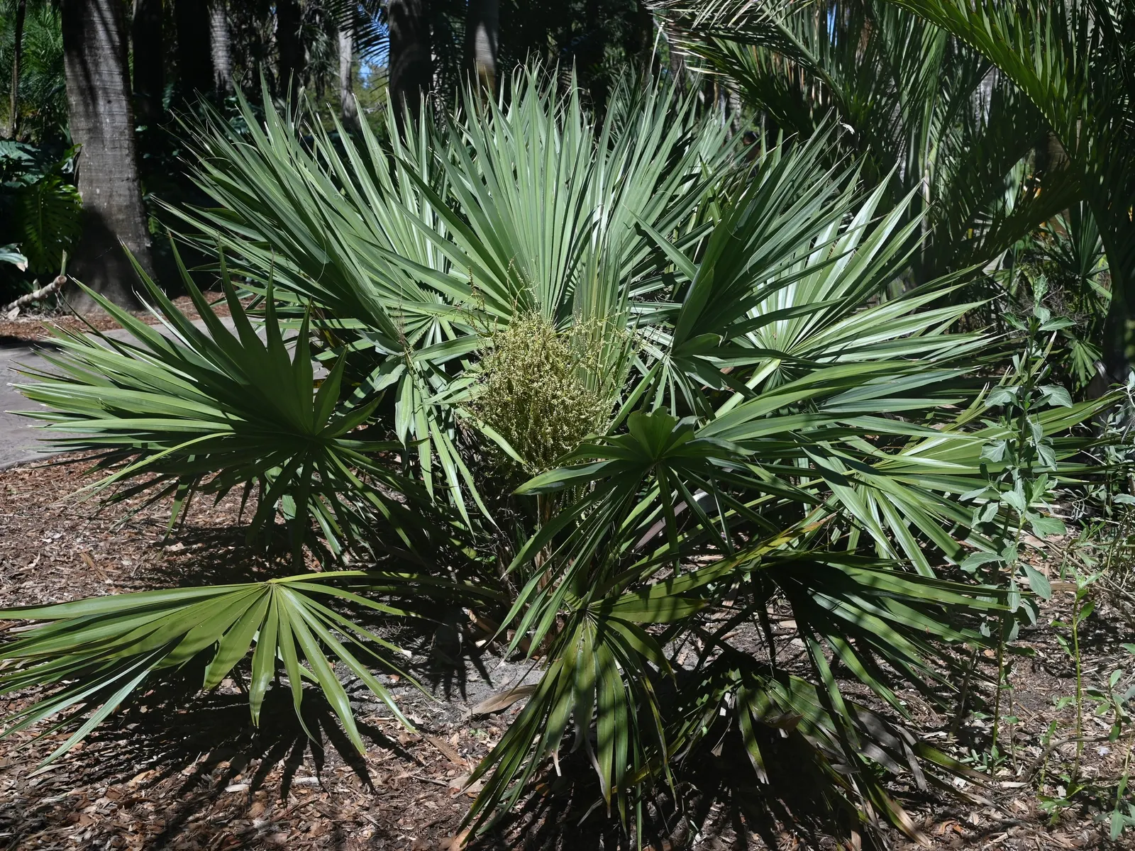 Dwarf Palmetto (Sabal Minor) — white and yellow flowers in the garden