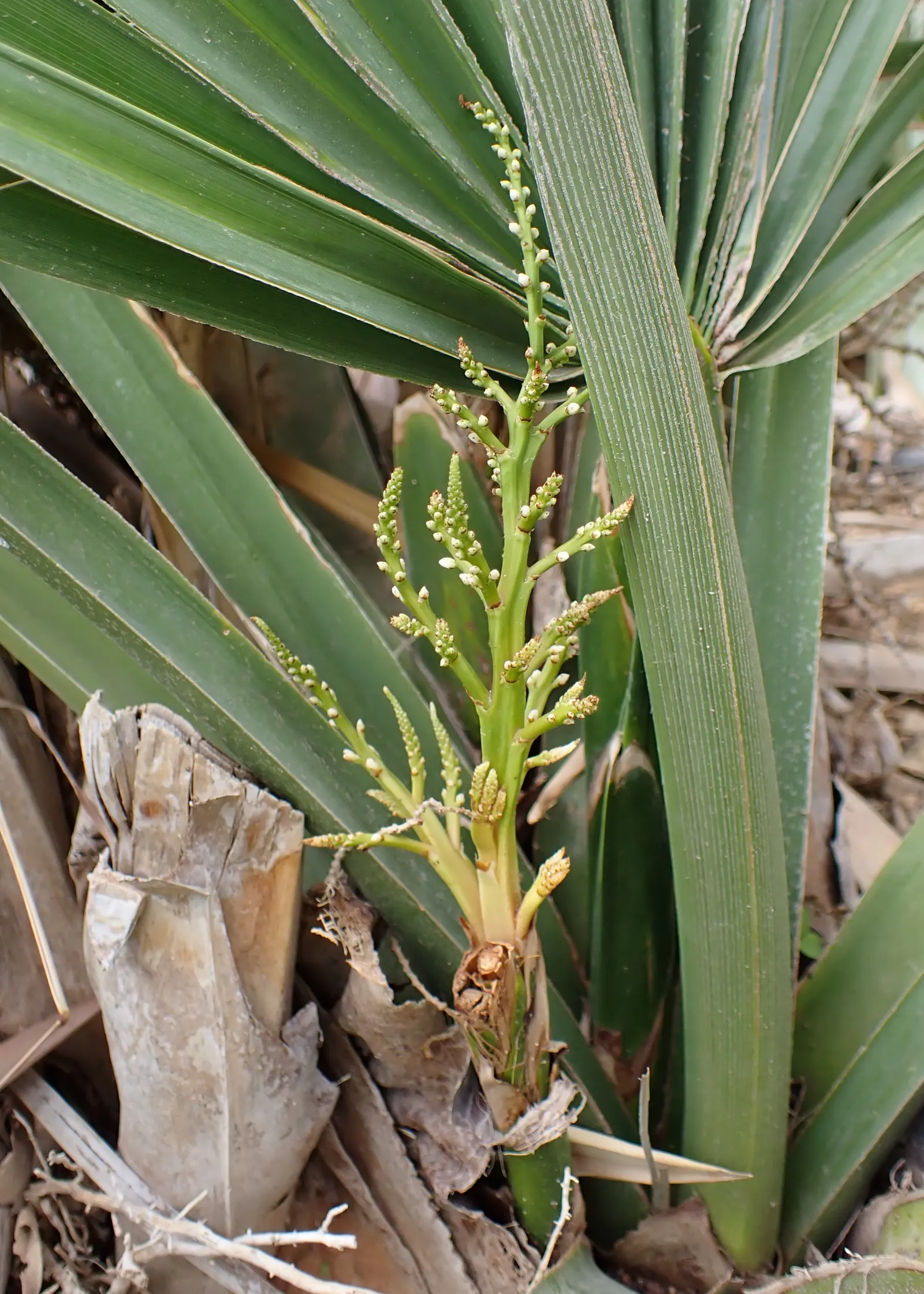 Dwarf Palmetto (Sabal Minor) — such as birds and butterflies.<br><br>When incorporating the Dwarf Palmetto into a landscape design