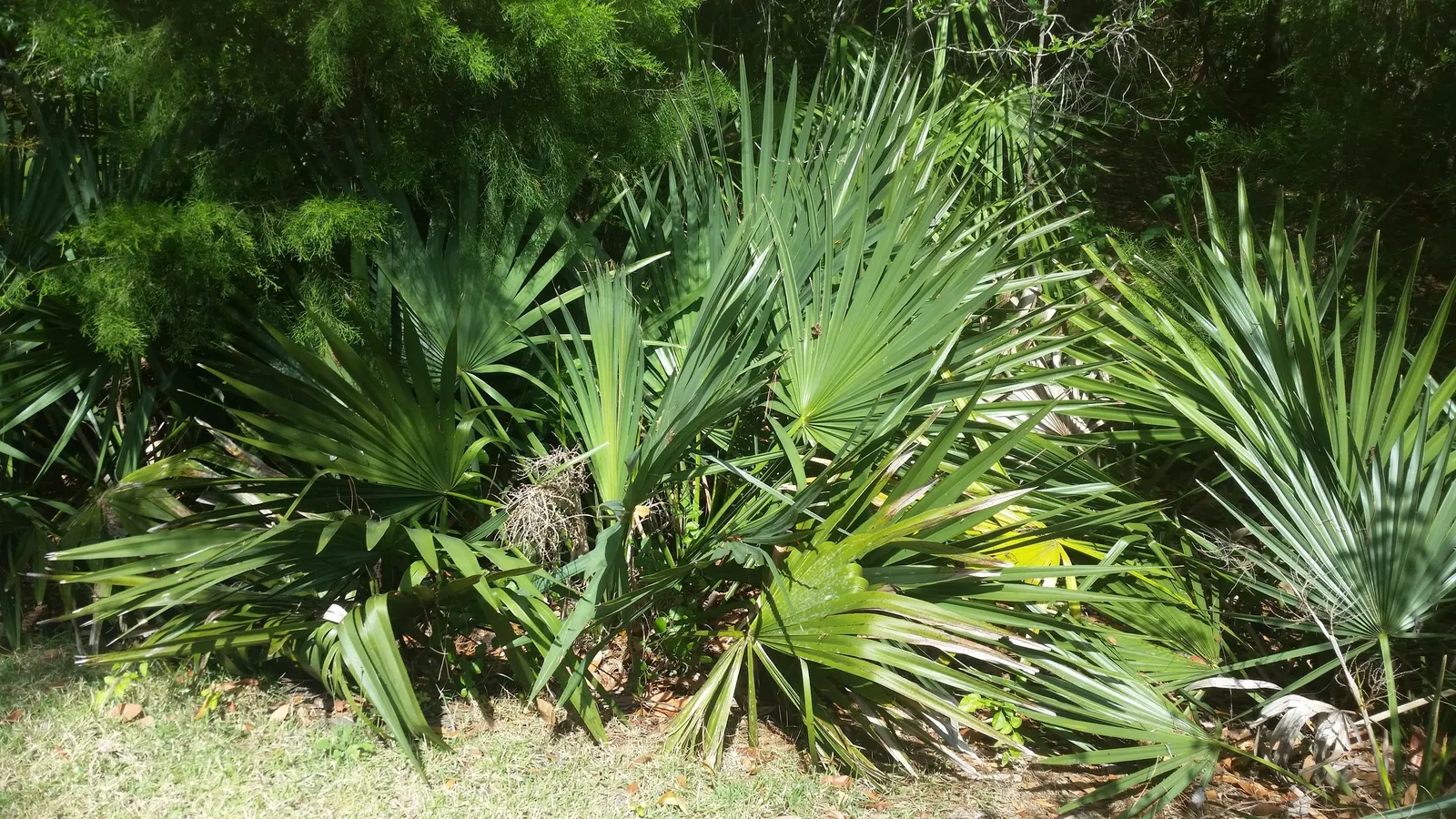 Dwarf Palmetto (Sabal Minor) — such as birds and butterflies.<br><br>When incorporating the Dwarf Palmetto into a landscape design; producing dark green leaves