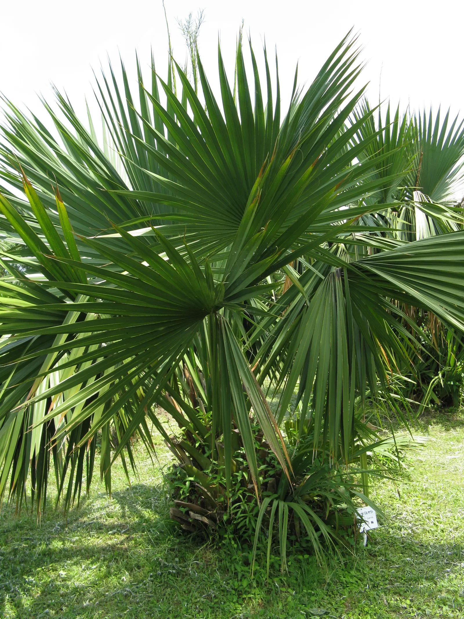Dwarf Palmetto (Sabal Minor) — the Dwarf Palmetto is an excellent choice for gardeners seeking durability and a splash of tropical character; palm / tree for