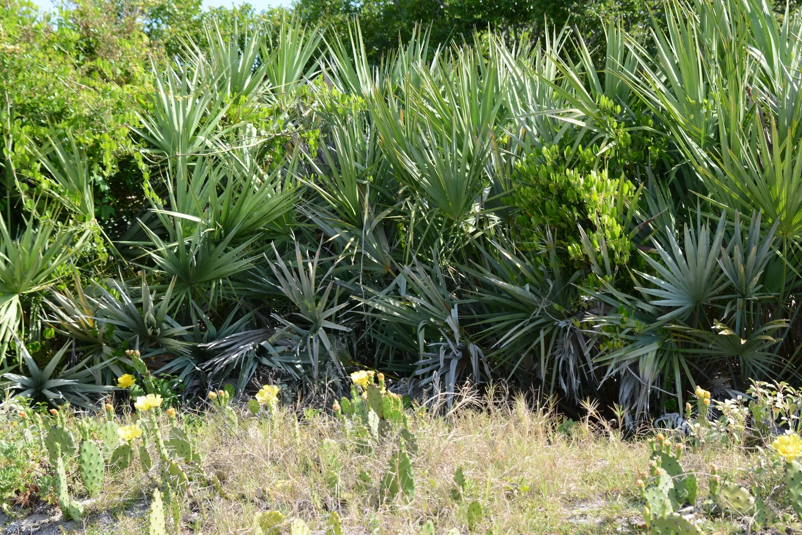 Dwarf Palmetto (Sabal Minor) — consider its ability to provide a textured backdrop or serve as a robust filler in layered plantings; the Dwarf Palmetto is