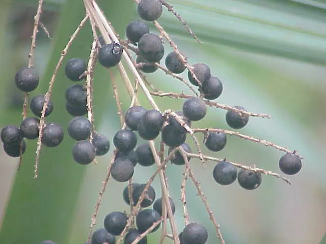 Dwarf Palmetto (Sabal Minor) — consider its ability to provide a textured backdrop or serve as a robust filler in layered plantings