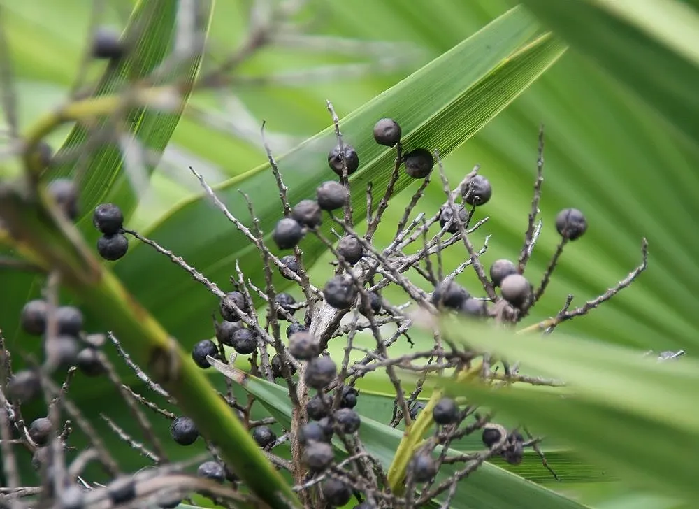 Dwarf Palmetto (Sabal Minor) — Producing dark green leaves and summer-blooming white flowers; such as birds and butterflies.<br><br>When incorporating the