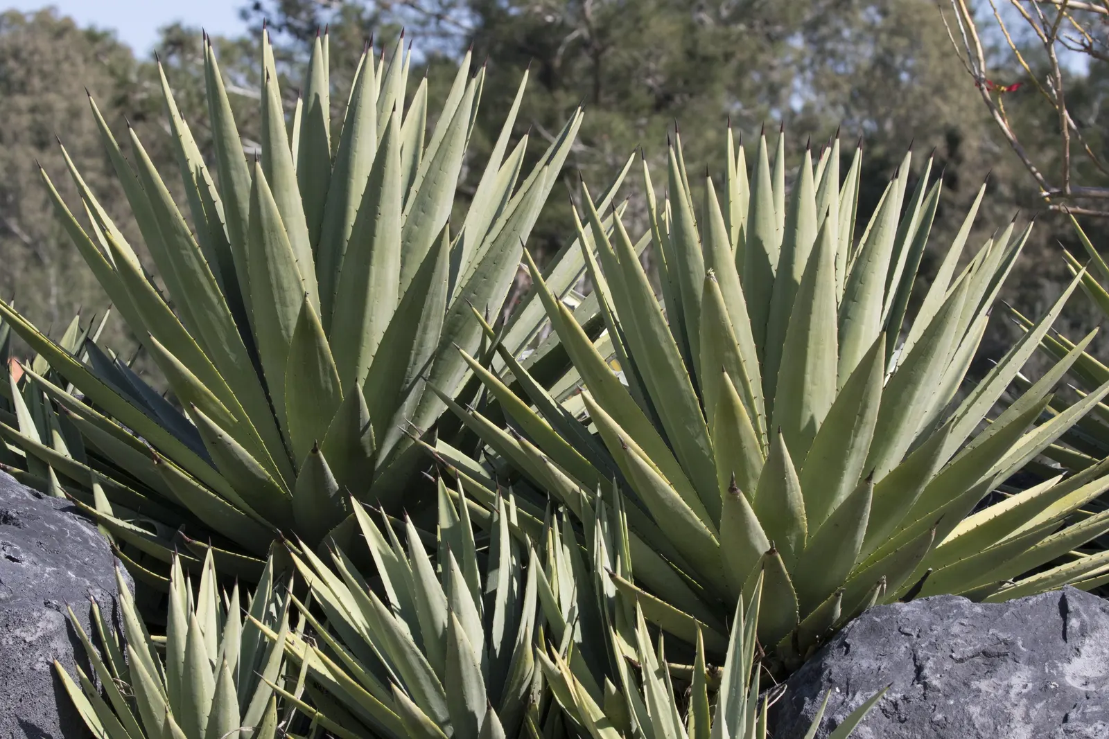 Dwarf Palmetto (Sabal Minor) — palm / tree for full or half; the Dwarf Palmetto is an excellent choice for gardeners seeking durability and a splash of