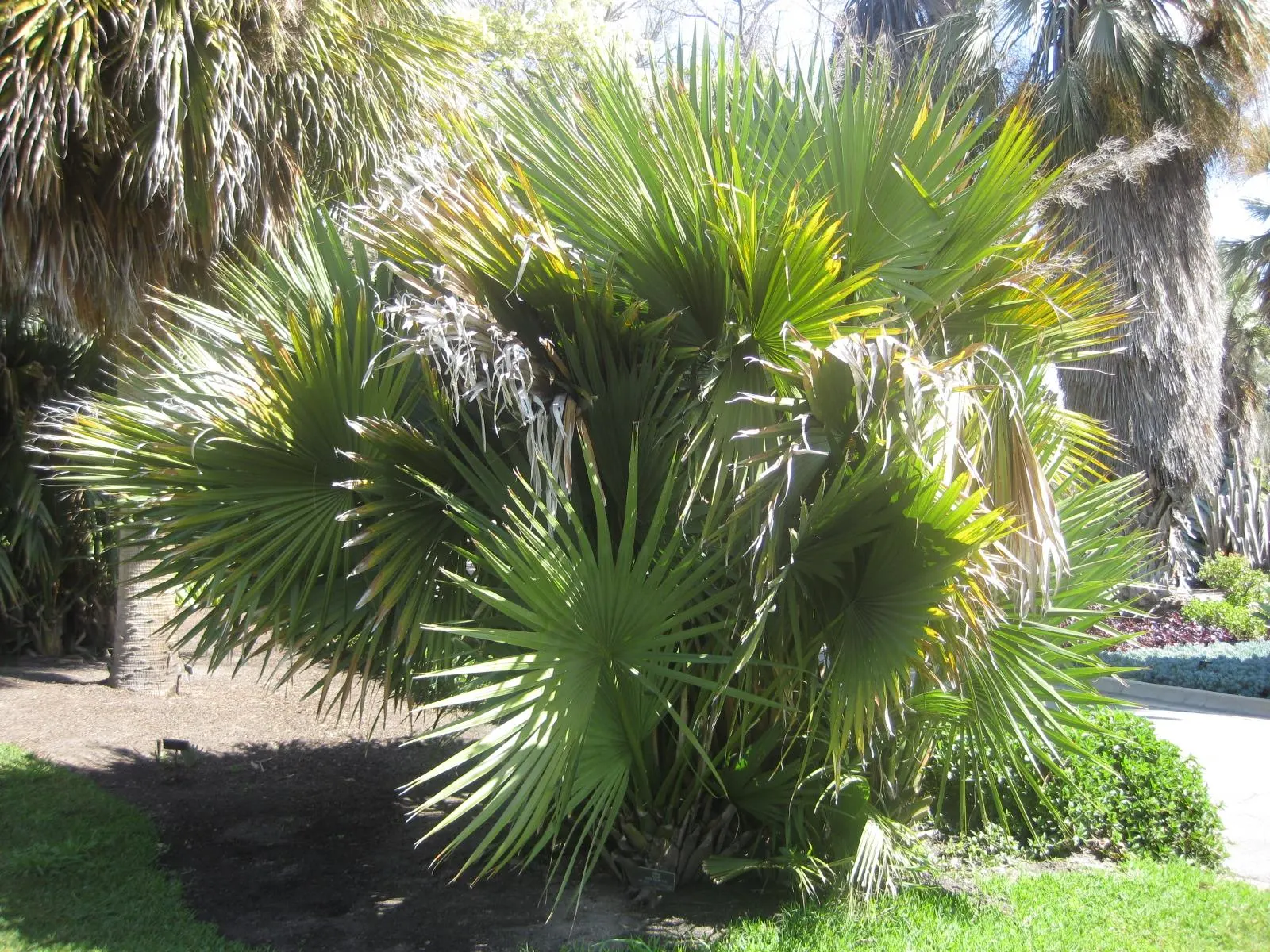 Dwarf Palmetto (Sabal Minor) — commonly referred to as Sabal minor