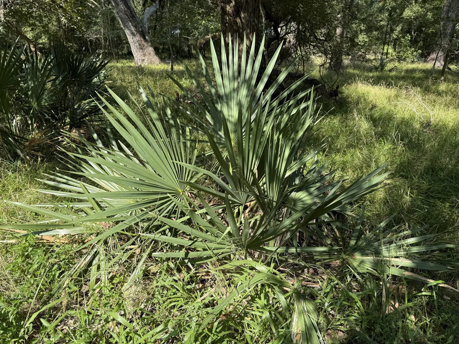 Dwarf Palmetto (Sabal Minor) — it gives a tropical flair and is ideal as an understory plant or in groups for ground cover; evergreen fan palm reaching 3 to 5