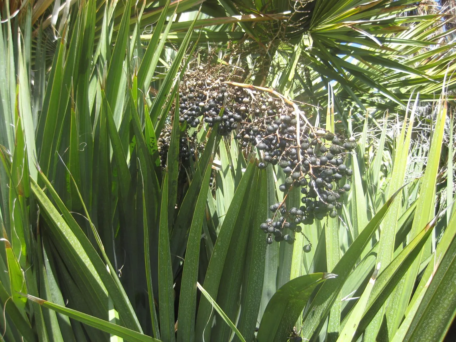 Dwarf Palmetto (Sabal Minor) — Sabal minor produces yellow-white flowers on tall