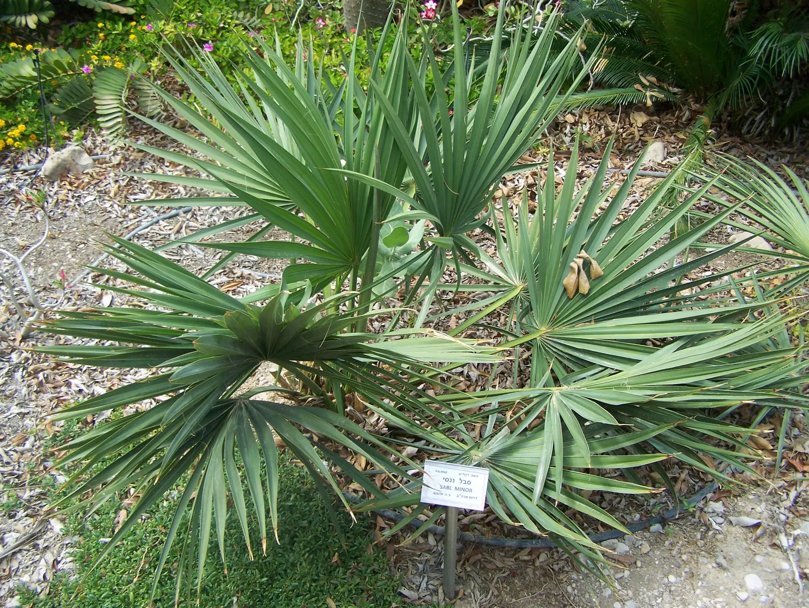 Dwarf Palmetto (Sabal Minor) — it gives a tropical flair and is ideal as an understory plant or in groups for ground cover