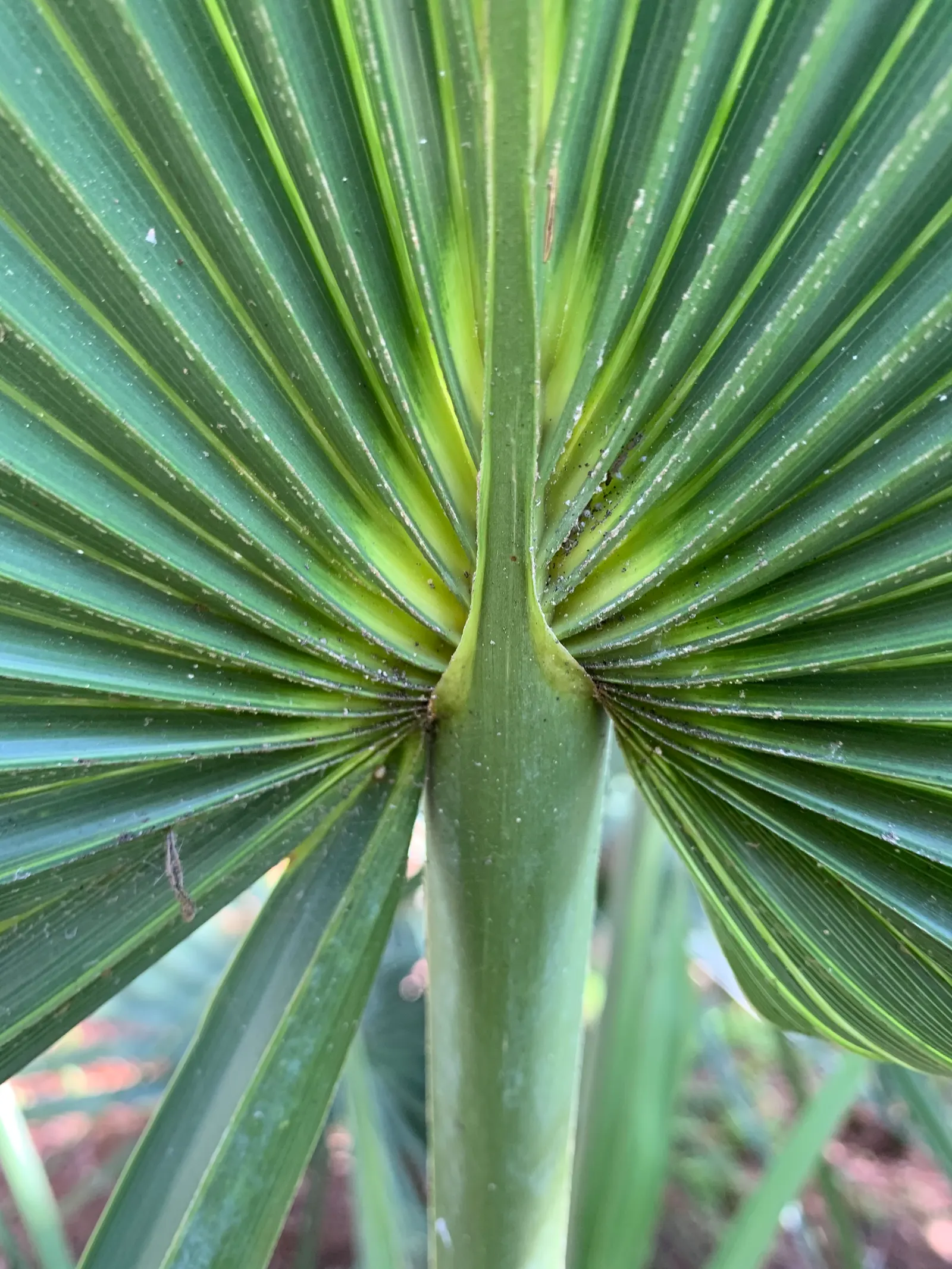 Dwarf Palmetto (Sabal Minor) — Producing dark green leaves and summer-blooming white flowers; such as birds and butterflies.<br><br>When, image 51