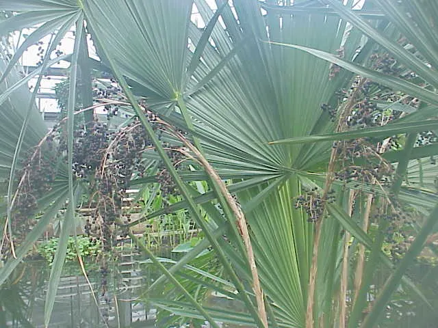 Dwarf Palmetto (Sabal Minor) — Its cold hardiness and tolerate shade make it versatile for various landscapes; it thrives in partial to full sun exposure and