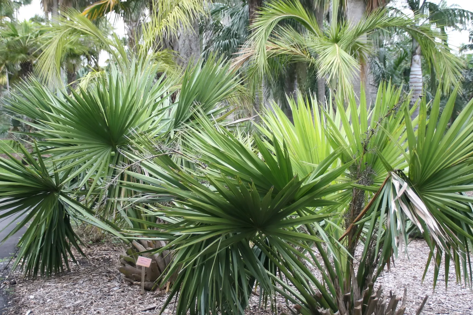 Dwarf Palmetto (Sabal Minor) — USDA Hardiness Zones 7-11