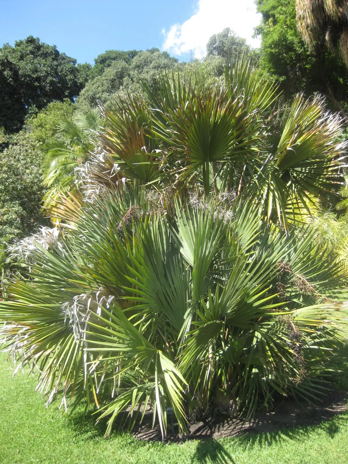 Dwarf Palmetto (Sabal Minor) — USDA Hardiness Zones 7-11; boasting a compact growth habit, image 53