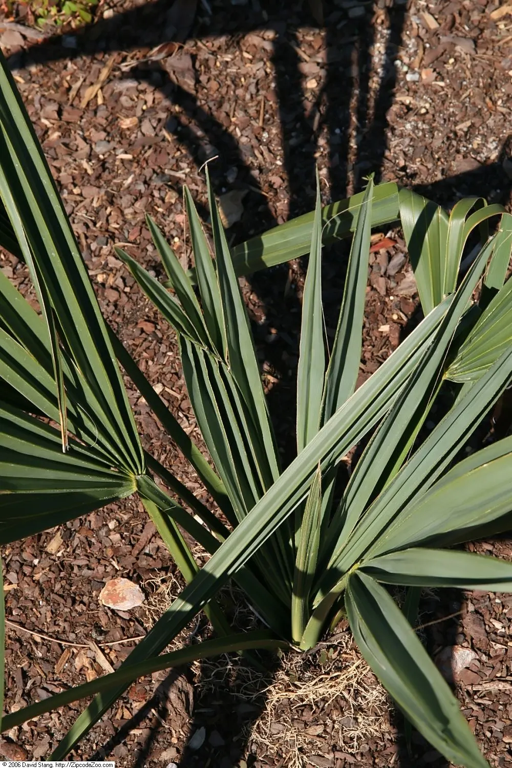 Dwarf Palmetto (Sabal Minor) — giving the impression of a lush; commonly referred to as Sabal minor