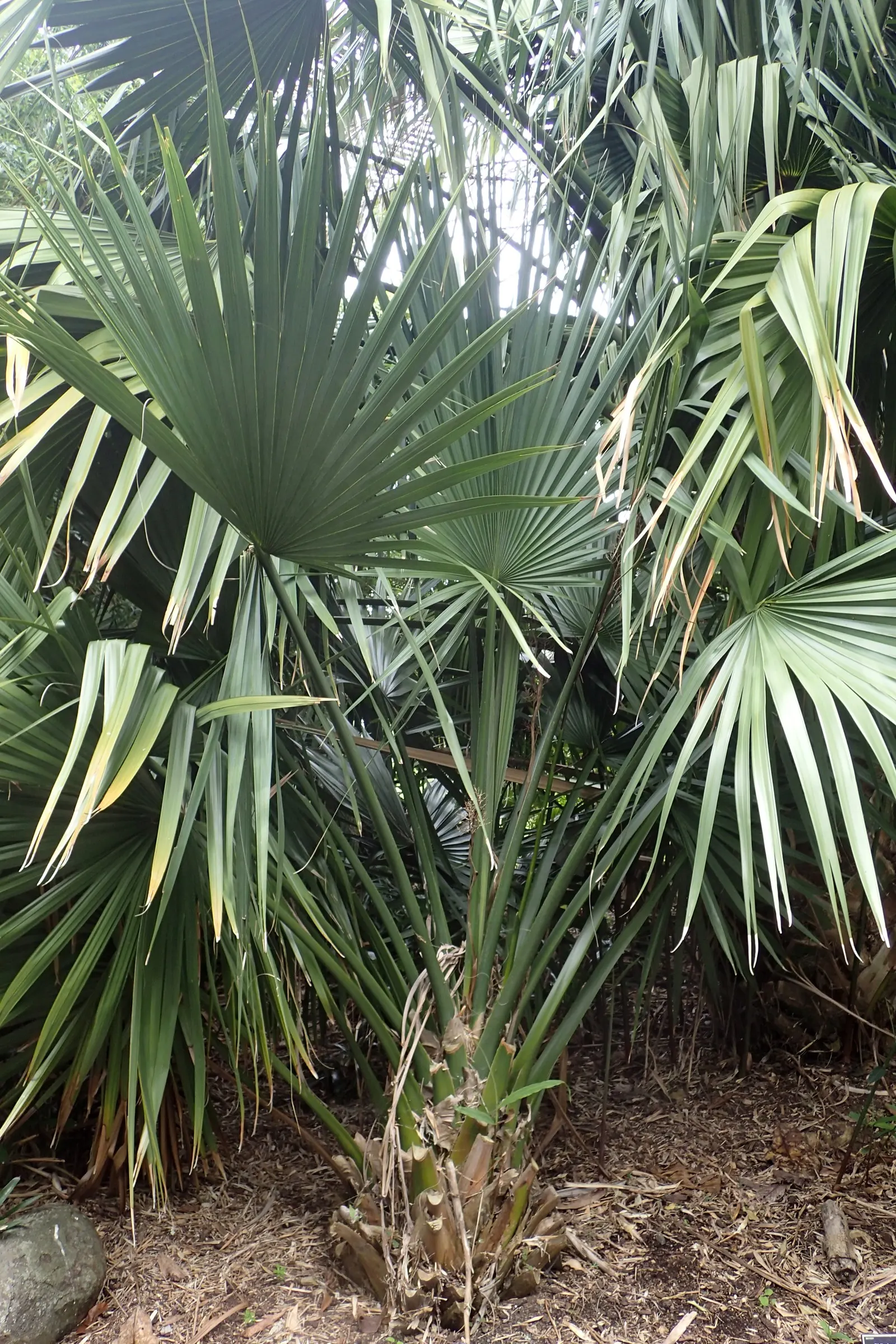 Dwarf Palmetto (Sabal Minor) — it gives a tropical flair and is ideal as an understory plant or in groups for ground cover; evergreen fan palm, image 52