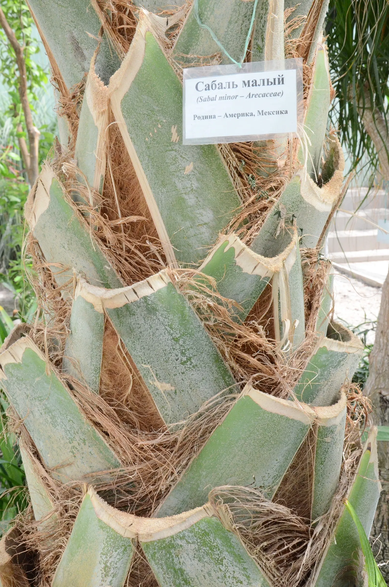 Dwarf Palmetto (Sabal Minor) — The foliage emerges from a clumping trunk that typically remains hidden; palm / tree with white and yellow blooms