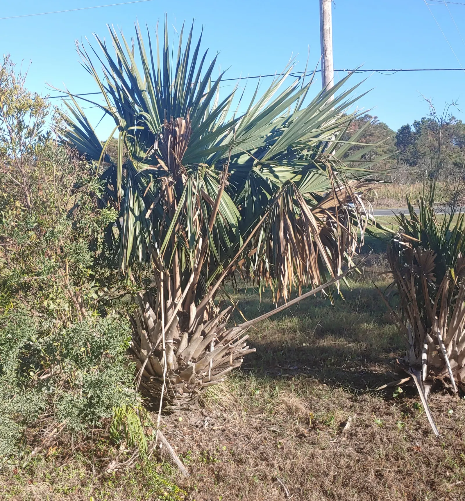 Dwarf Palmetto (Sabal Minor) — It thrives in partial to full sun exposure and can adapt to a wide range of soil conditions; its cold hardiness and tolerate