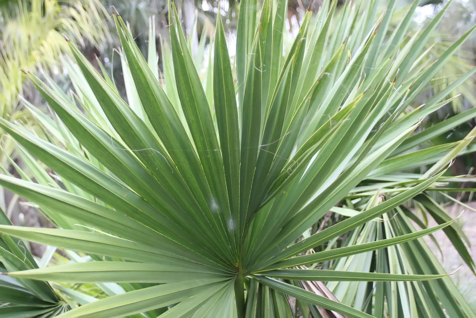 Dwarf Palmetto (Sabal Minor) — fleshy fruits that attract wildlife; aesthetically pleasing and practically carefree