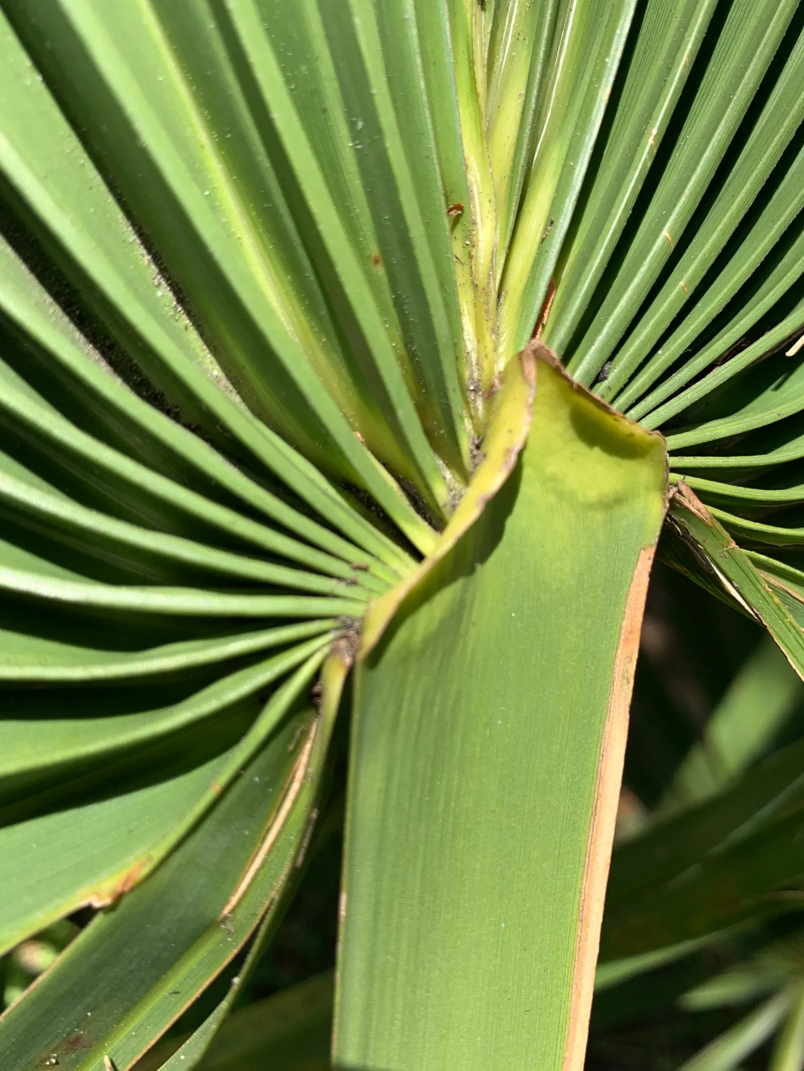 Dwarf Palmetto (Sabal Minor) — palm / tree with white and yellow blooms; the foliage emerges from a clumping trunk that typically remains hidden