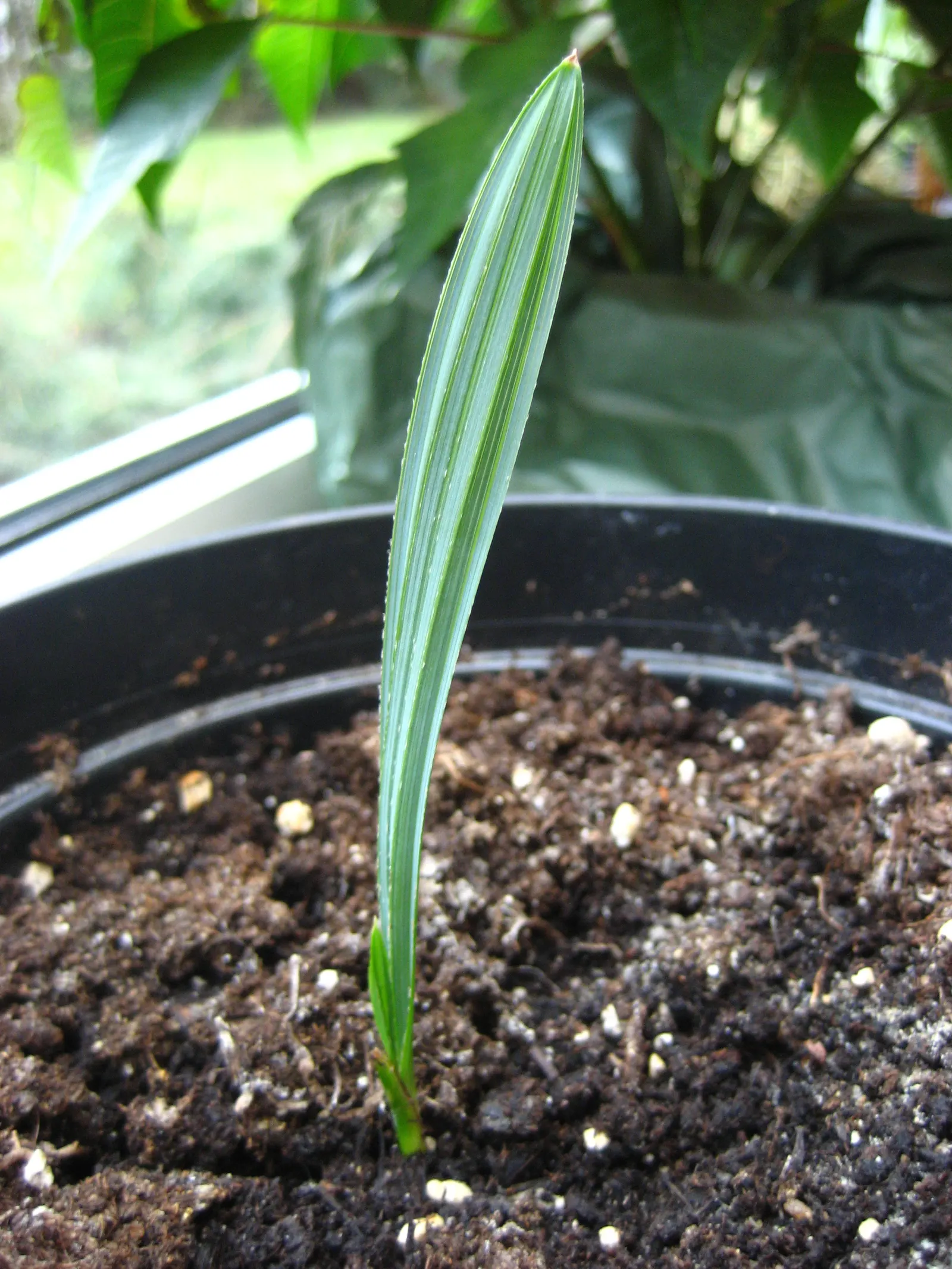 Dwarf Palmetto (Sabal Minor) — Boasting a compact growth habit