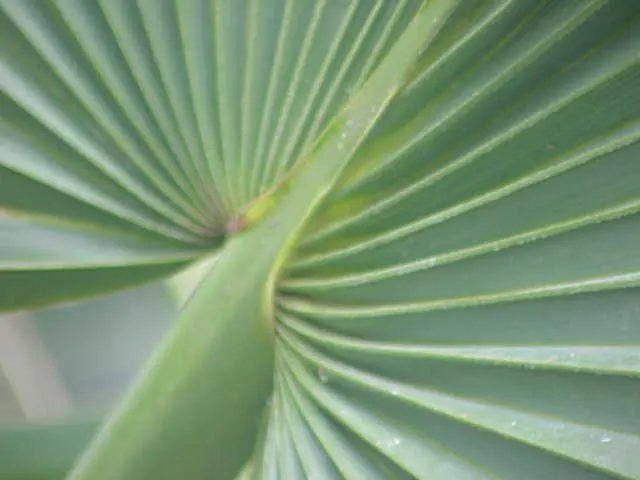 Dwarf Palmetto (Sabal Minor) — fleshy fruits that attract wildlife