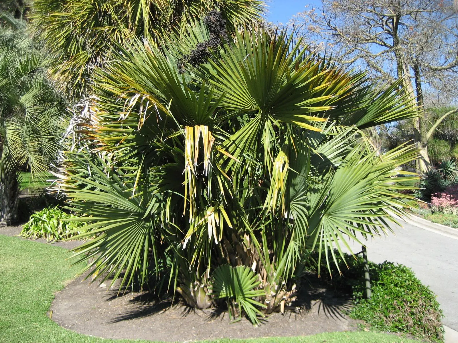 Dwarf Palmetto (Sabal Minor) — giving the impression of a lush
