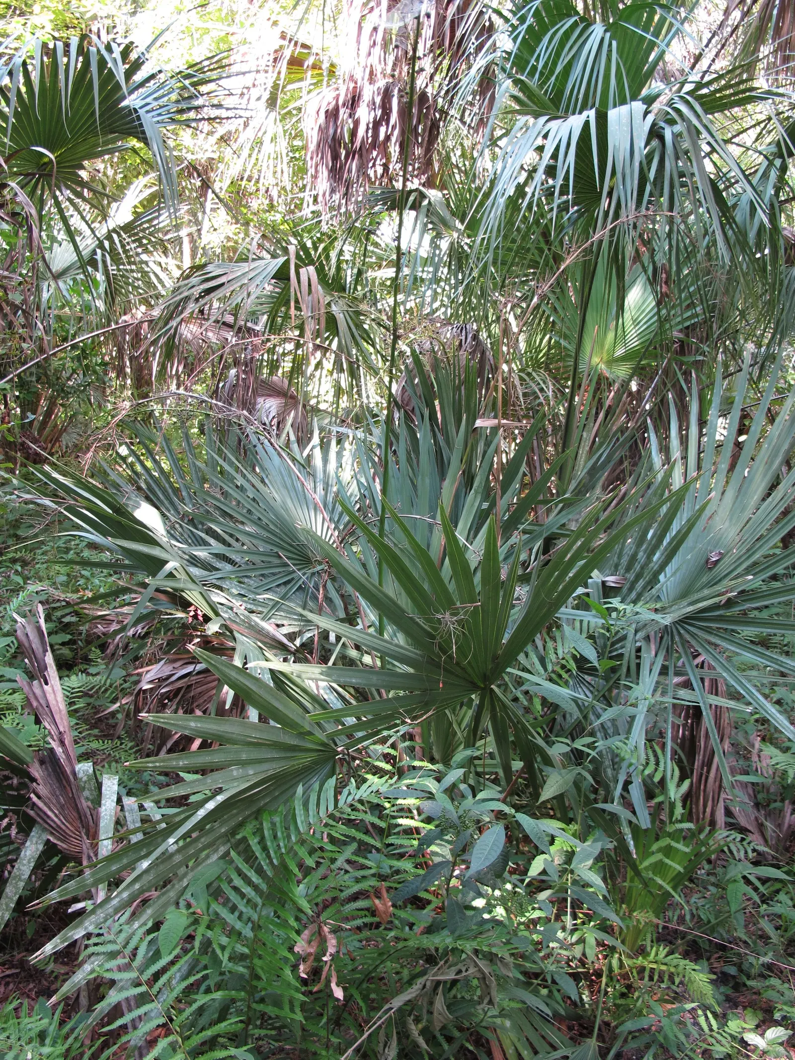 Dwarf Palmetto (Sabal Minor) — Sabal minor produces yellow-white flowers on tall; fan-shaped leaves that span approximately 3 feet in length