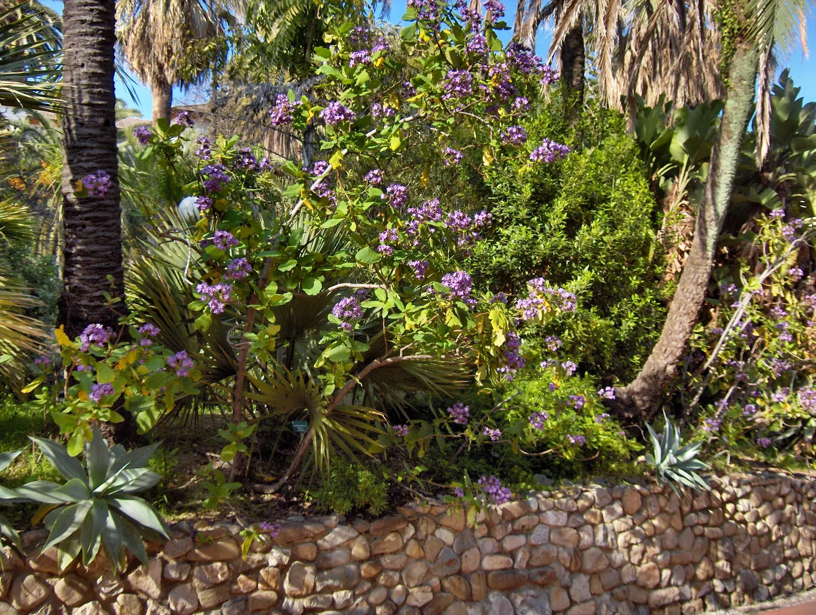 Dwarf Palmetto (Sabal Minor) — this species reaches an average height of 2 to 5 feet and a spread of 3 to 4 feet