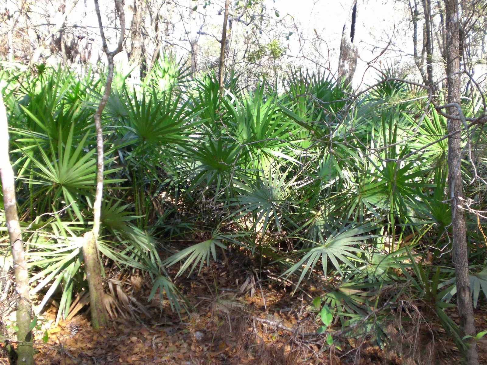 Dwarf Palmetto (Sabal Minor) — Boasting a compact growth habit; uSDA Hardiness Zones 7-11